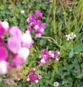 The Grass Guys offers wildflower meadow hydroseeding solutions in the Bay of Plenty