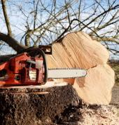 Tree Felling Auckland