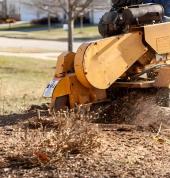 Tree Felling Auckland