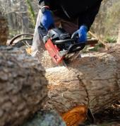 Tree Felling Auckland