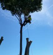 Arbor Master Ltd Sydenham (8023) Tree Pruning And Hedging 2_small