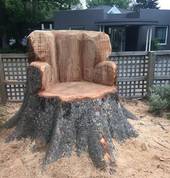 Arbor Master Ltd Sydenham (8023) Tree Pruning And Hedging 3_small