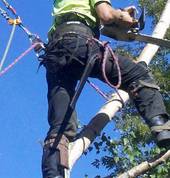 Arbor Master Ltd Sydenham (8023) Tree Pruning And Hedging 4_small