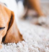 Pro Carpet Cleaning Auckland Central (1010) Upholstery Cleaning 2_small