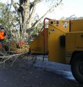 Clearfell Tree Services Huapai (0810) Tree Stump Removal & Grinding 1_small