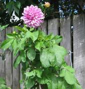 Plant Supports for a wide range of plants and flowers.