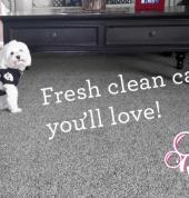 Klever Carpet Cleaning Auckland Service Area