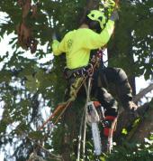Arborsit West Auckland Tree Removals Henderson (0610) Arborists & Tree Surgery 1_small