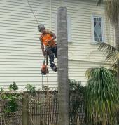 Arborsit West Auckland Tree Removals Henderson (0610) Arborists & Tree Surgery 2_small