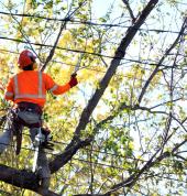 Arborsit West Auckland Tree Removals Henderson (0610) Arborists & Tree Surgery 3_small