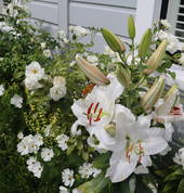 Green & white gardens, with fragrant lilies and white roses