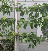 Pleached hedging - trees and steel framework - for privacy along boundaries
