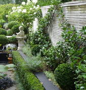 Chinese Star Jasmine espaliered in diamonds