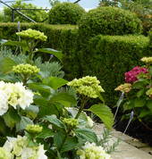 Topiary nursery, hedging & hydrangeas