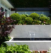 MIxed boxwood balls and water feature, in a renovated garden for family living