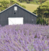 Matakana Botanicals barn