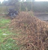 hedge row domestic foe a fence