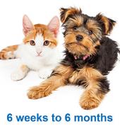 Pet-n-Sur Auckland Central (1010) Insurance 2_small