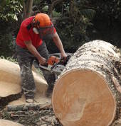 Trees and Stumps R Us Palmerston North City (4410) Tree Stump Removal & Grinding 2_small