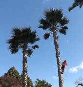 Trees and Stumps R Us Palmerston North City (4410) Tree Stump Removal & Grinding 3_small