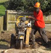 Trees and Stumps R Us Palmerston North City (4410) Tree Stump Removal & Grinding 5_small