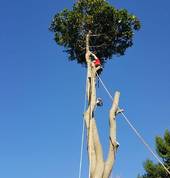 Trees and Stumps R Us Palmerston North City (4410) Tree Stump Removal & Grinding 10_small