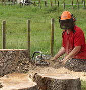 Trees and Stumps R Us Palmerston North City (4410) Tree Stump Removal & Grinding 9_small