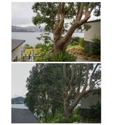Tree Solutionz Queenstown (9300) Arborists & Tree Surgery 4_small