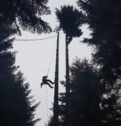 Tree Solutionz Queenstown (9300) Arborists & Tree Surgery 1_small