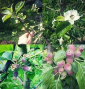 Tree Solutionz Queenstown (9300) Arborists & Tree Surgery 3_small