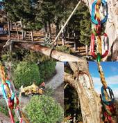 Tree Solutionz Queenstown (9300) Arborists & Tree Surgery 2_small