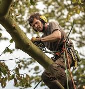 arborists wellington