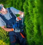 hedge trimming