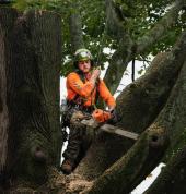 arborists-christchurch