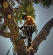 auckland tree service
