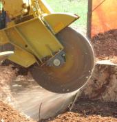 Tree Stump Grinding & Removal Auckland 2