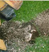 Tree Stump Grinding & Removal Auckland 2