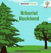 Specimen Treecare Ltd Auckland Central (1010) Arborists & Tree Surgery 1_small