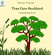 Specimen Treecare Ltd Auckland Central (1010) Arborists & Tree Surgery 2_small