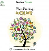 Specimen Treecare Ltd Auckland Central (1010) Arborists & Tree Surgery 3_small