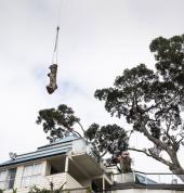 tree removal north shore auckland