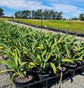 Nurseryman Seaward Bush (9812) Nurseries & Garden Centres 1_small