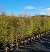 Nurseryman Seaward Bush (9812) Nurseries & Garden Centres 2_small