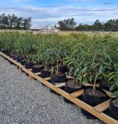 Nurseryman Seaward Bush (9812) Nurseries & Garden Centres 3_small