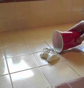 First Home Services Avondale (0600) Bathroom Renovation Contractors & Builders 2_small