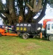 Dr Tree and Bobcat/Digger services ltd Horotiu (3288) Tree Stump Removal & Grinding 1_small