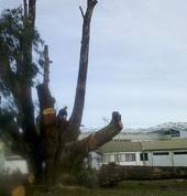 Dr Tree and Bobcat/Digger services ltd Horotiu (3288) Tree Stump Removal & Grinding 2_small