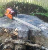 Dr Tree and Bobcat/Digger services ltd Horotiu (3288) Tree Stump Removal & Grinding 3_small
