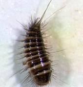 Carpet beetle larva