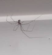 Daddy longlegs or cellar spider